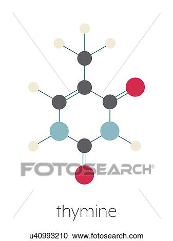 Stock Image - Thymine nucleobase molecule, illustration. Fotosearch