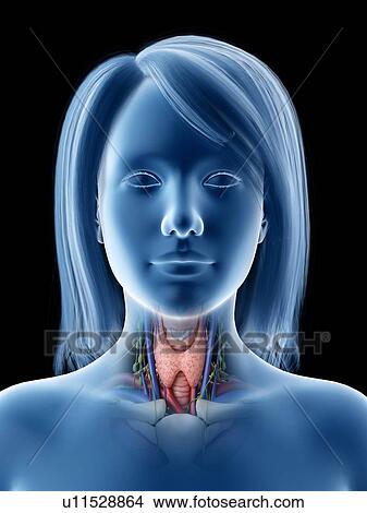 Picture - Thyroid gland, illustration. Fotosearch