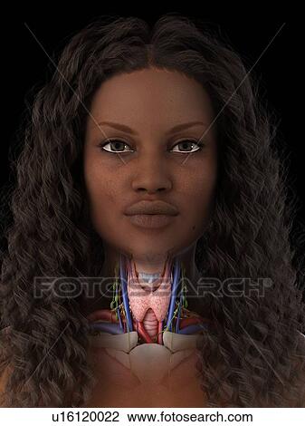 Stock Image - Thyroid gland, illustration. Fotosearch