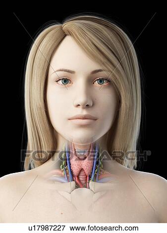 Stock Photo - Thyroid gland, illustration. Fotosearch
