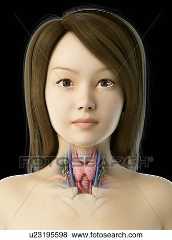 Stock Photo - Thyroid gland, illustration. Fotosearch