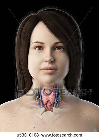 Stock Photo - Thyroid gland, illustration. Fotosearch