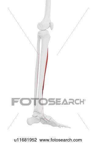 Stock Image - Tibialis anterior muscle, illustration. Fotosearch