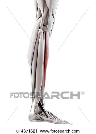 Tibialis anterior muscle, illustration View Large Photo Image Stock Image - Tibialis anterior muscle, illustration. Fotosearch