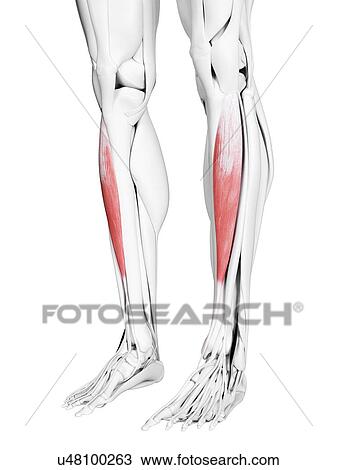 Stock Image - Tibialis anterior muscle, illustration. Fotosearch