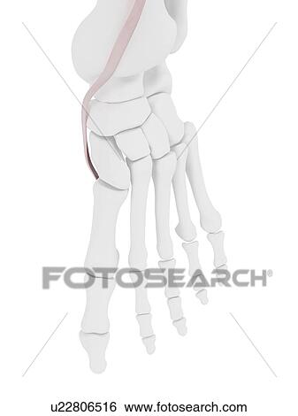 Tibialis anterior tendon, illustration View Large Photo Image Stock Photograph - Tibialis anterior tendon, illustration. Fotosearch