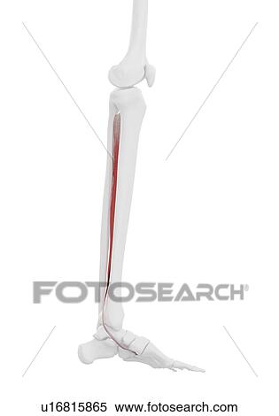 Tibialis posterior muscle, illustration View Large Photo Image Stock Photography - Tibialis posterior muscle, illustration. Fotosearch