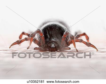 Tick feeding on a human, illustration View Large Photo Image Stock Image - Tick feeding on a human, illustration. Fotosearch