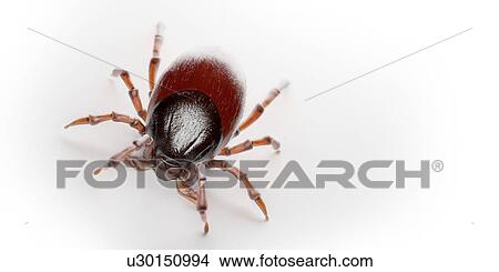 Picture - Tick, illustration. Fotosearch