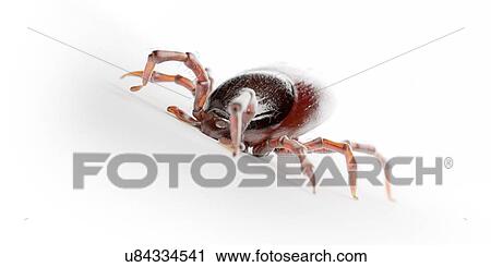 Tick, illustration View Large Photo Image Stock Image - Tick, illustration. Fotosearch