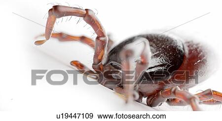 Tick, illustration View Large Photo Image Stock Photo - Tick, illustration. Fotosearch