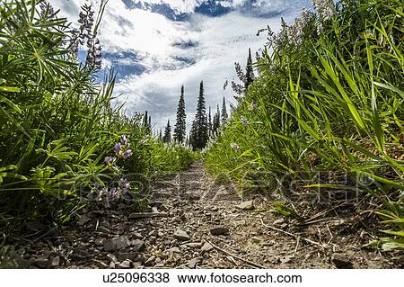 Stock Photo - Trail through lupines in Sun Valley, Idaho, USA. Fotosearch