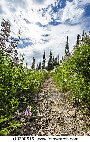 Trail through lupines in Sun Valley, Idaho, USA View Large Photo Image Stock Photography - Trail through lupines in Sun Valley, Idaho, USA. Fotosearch