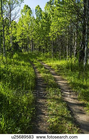 Stock Image - Trail through lush forest in Sun Valley, Idaho, USA. Fotosearch