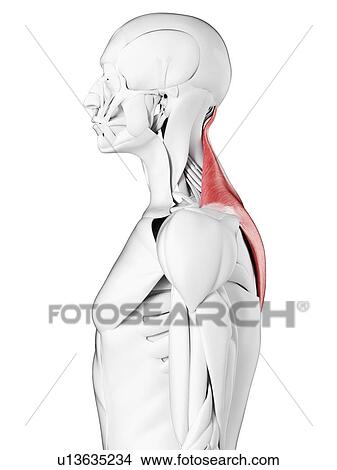 Picture - Trapezius muscle, illustration. Fotosearch