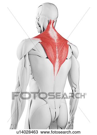 Stock Image - Trapezius muscle, illustration. Fotosearch