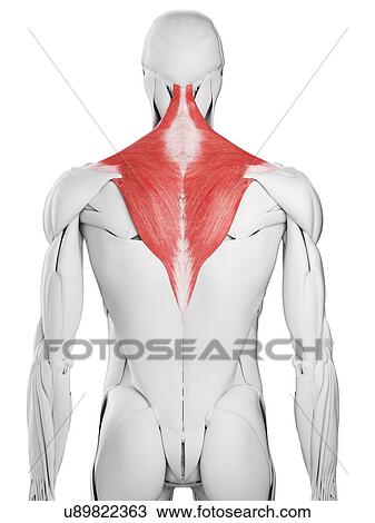 Stock Image - Trapezius muscle, illustration. Fotosearch