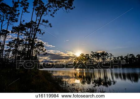 Trees by river at sunset in Everglades National Park, Florida, USA View Large Photo Image Picture - Trees by river at sunset in Everglades National Park, Florida, USA. Fotosearch