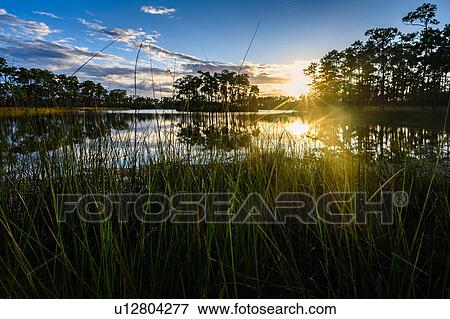 Stock Photo - Trees by river at sunset in Everglades National Park, Florida, USA. Fotosearch