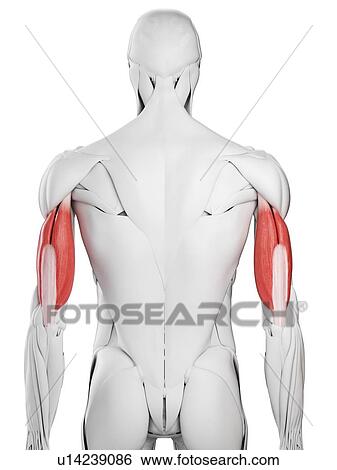 Stock Photograph - Triceps muscle, illustration. Fotosearch