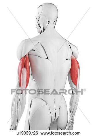 Stock Photograph - Triceps muscle, illustration. Fotosearch