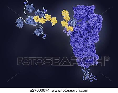 Tumour suppressor p53 degraded by proteasome, illustration View Large Photo Image Picture - Tumour suppressor p53 degraded by proteasome, illustration. Fotosearch