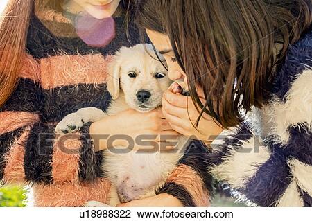 Two girl petting a cute golden retriever puppy, cropped View Large Photo Image Stock Image - Two girl petting a cute golden retriever puppy, cropped. Fotosearch