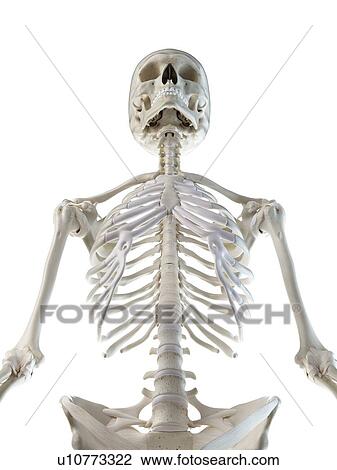 Stock Image - Upper body bones, illustration. Fotosearch