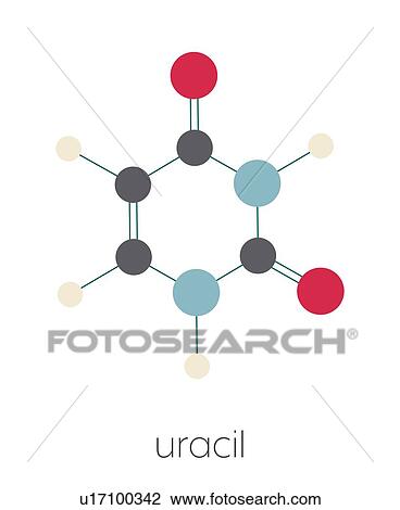 Stock Image - Uracil nucleobase molecule, illustration. Fotosearch