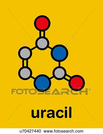 Stock Image - Uracil nucleobase molecule, illustration. Fotosearch