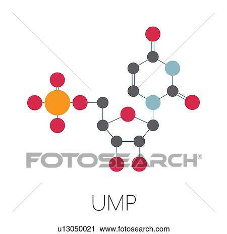 Uridine monophosphate nucleotide molecule, illustration View Large Photo Image Stock Image - Uridine monophosphate nucleotide molecule, illustration. Fotosearch