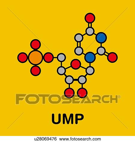 Uridine monophosphate nucleotide molecule, illustration View Large Photo Image Stock Photograph - Uridine monophosphate nucleotide molecule, illustration. Fotosearch