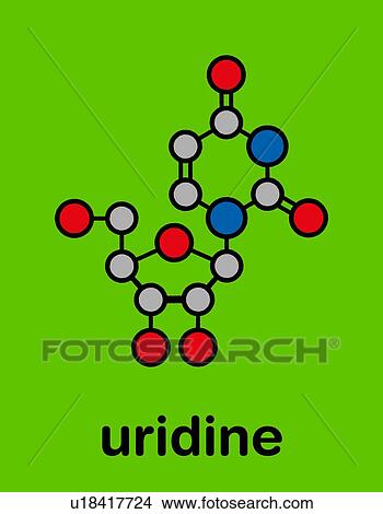 Uridine nucleoside molecule, illustration View Large Photo Image Picture - Uridine nucleoside molecule, illustration. Fotosearch