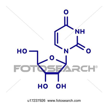 Uridine nucleoside molecule, illustration View Large Photo Image Stock Photograph - Uridine nucleoside molecule, illustration. Fotosearch