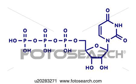 Stock Image - Uridine triphosphate nucleotide molecule, illustration. Fotosearch