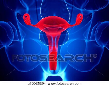 Picture - Uterus, illustration. Fotosearch