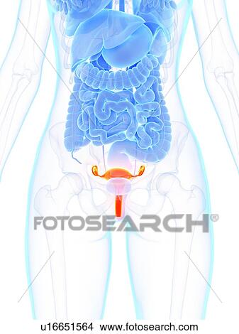 Picture - Uterus, illustration. Fotosearch
