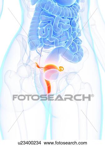 Picture - Uterus, illustration. Fotosearch