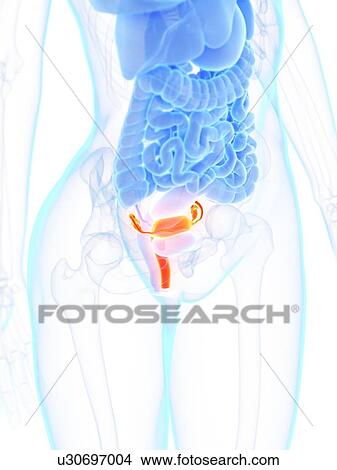 Uterus, illustration View Large Photo Image Picture - Uterus, illustration. Fotosearch
