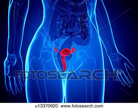 Uterus, illustration View Large Photo Image Stock Image - Uterus, illustration. Fotosearch