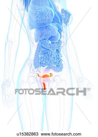 Uterus, illustration View Large Photo Image Stock Image - Uterus, illustration. Fotosearch