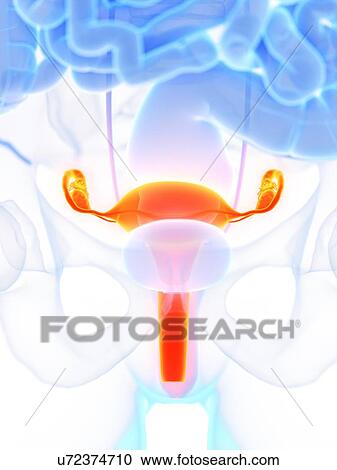 Stock Image - Uterus, illustration. Fotosearch