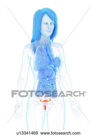 Stock Photo - Uterus, illustration. Fotosearch