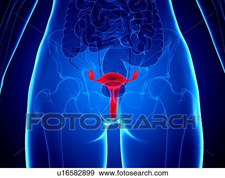 Stock Photo - Uterus, illustration. Fotosearch