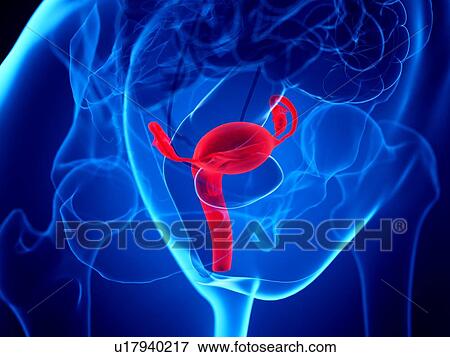 Stock Photo - Uterus, illustration. Fotosearch
