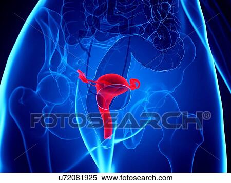 Uterus, illustration View Large Photo Image Stock Photography - Uterus, illustration. Fotosearch