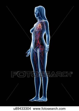 Picture - Vascular system, illustration. Fotosearch