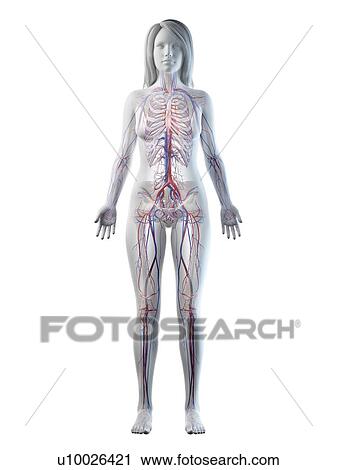 Stock Image - Vascular system, illustration. Fotosearch