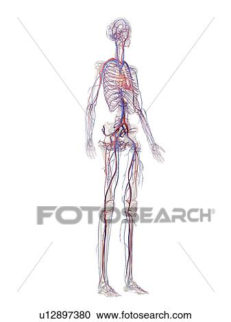 Vascular system, illustration View Large Photo Image Stock Image - Vascular system, illustration. Fotosearch