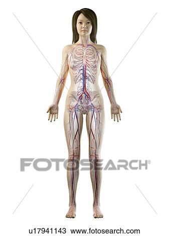 Stock Image - Vascular system, illustration. Fotosearch